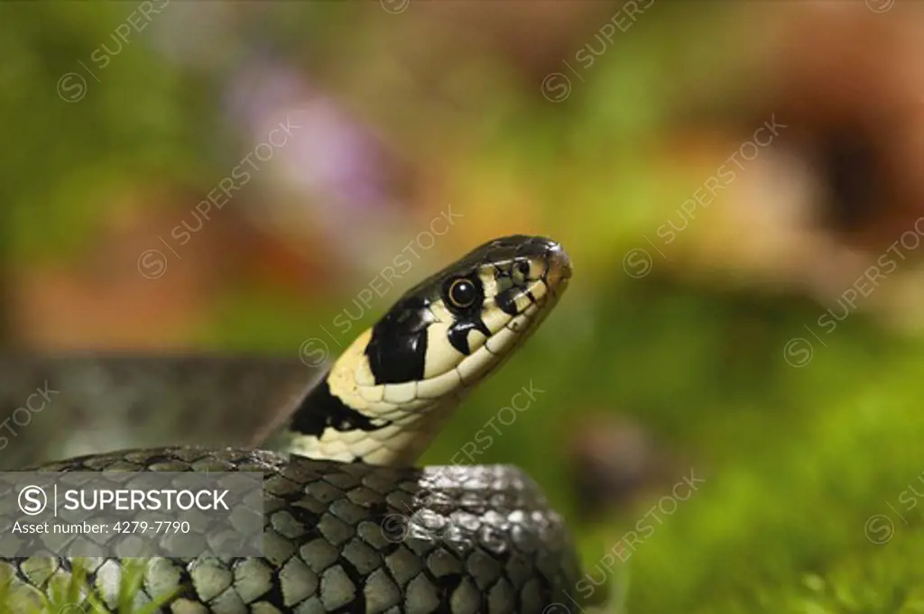 grass snake, Natrix natrix