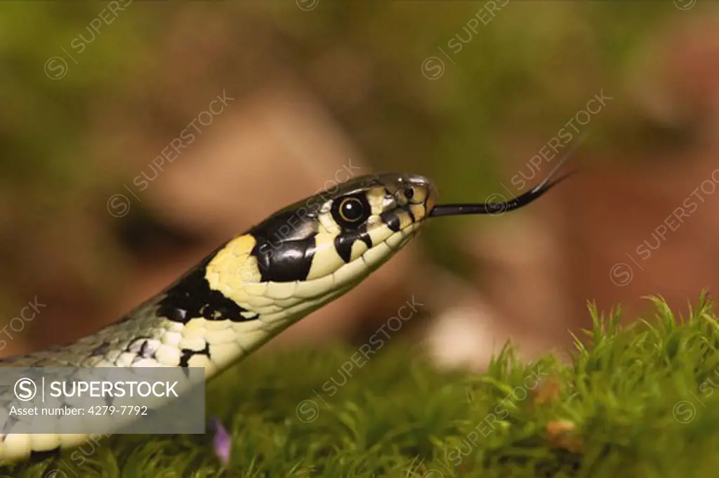 grass snake - lambently , Natrix natrix