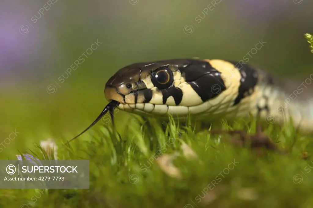 grass snake - lambently , Natrix natrix