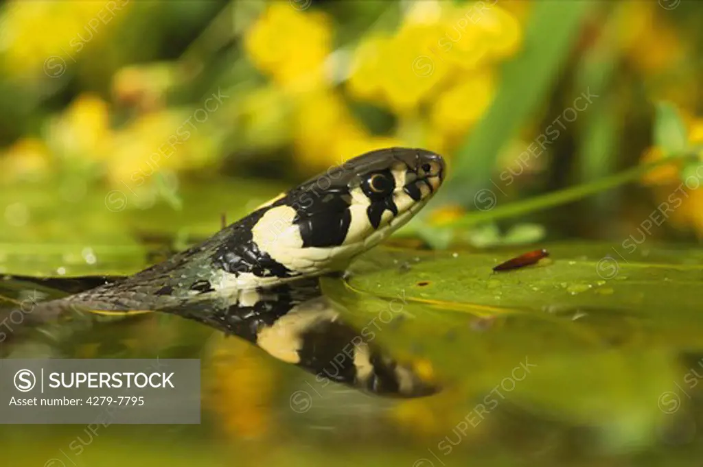 grass snake in water, Natrix natrix