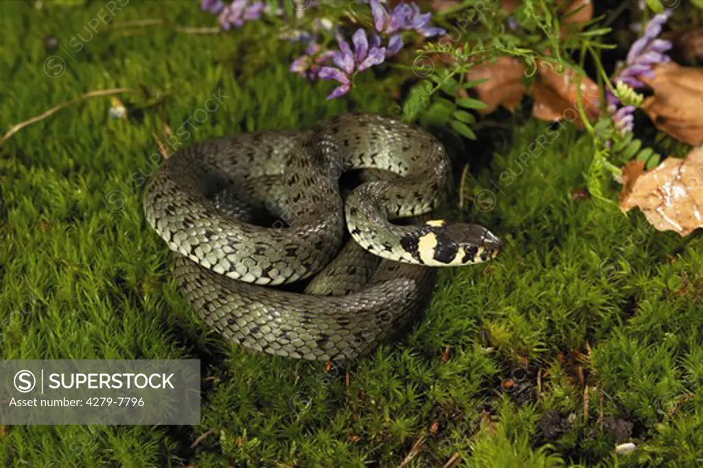 grass snake - lying on moss, Natrix natrix