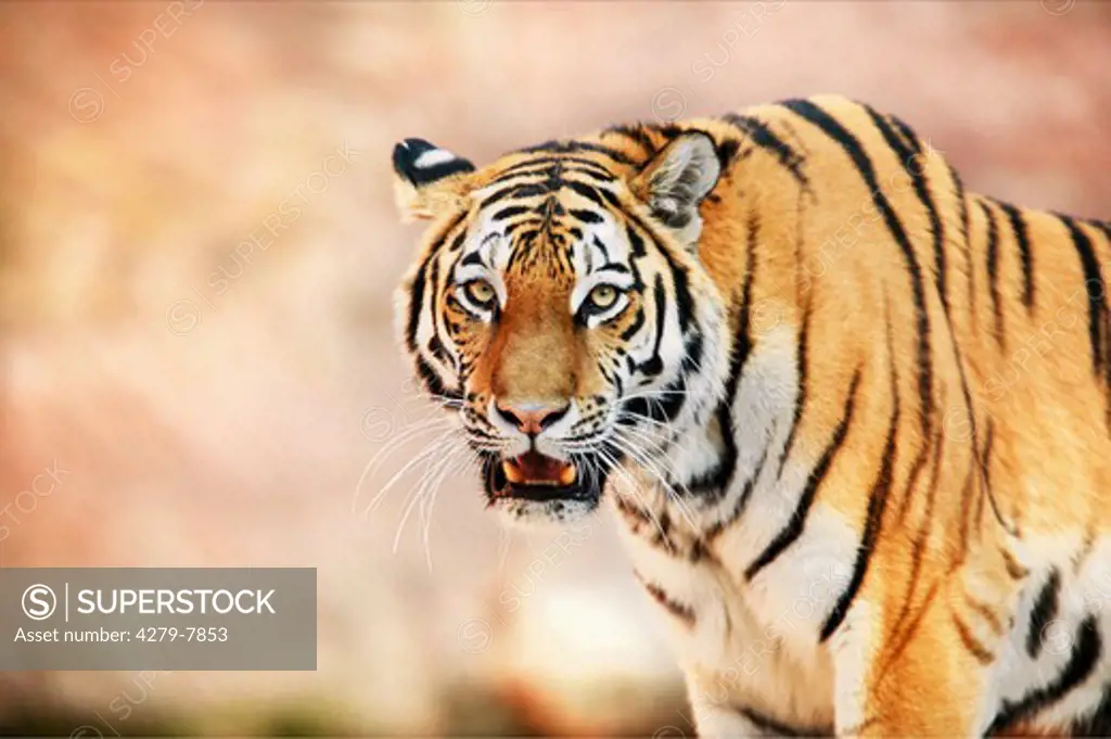 Sibirian tiger, Panthera tigris