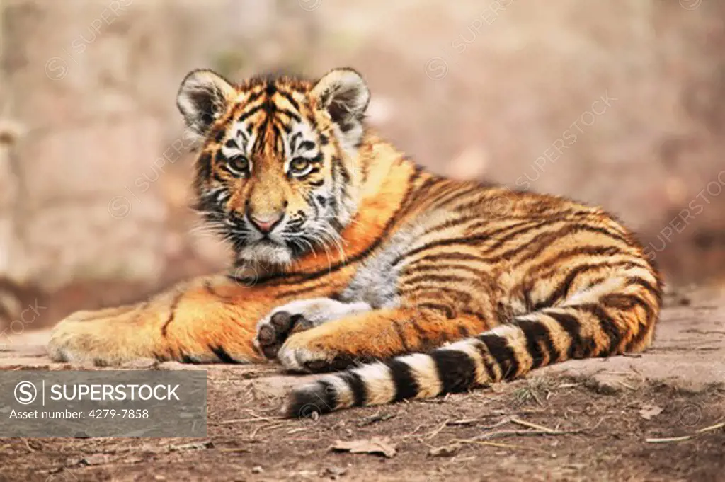 young Sibirian tiger - lying, Panthera tigris
