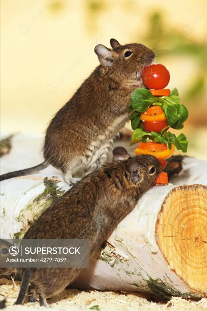 two degus at spit with vegetables, Octodon spp.
