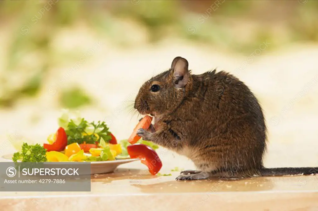 degu in front of plate with vegetables - munching, Octodon spp.