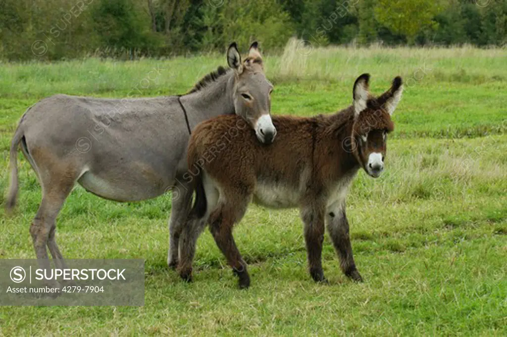 two donkeys - standing on meadow