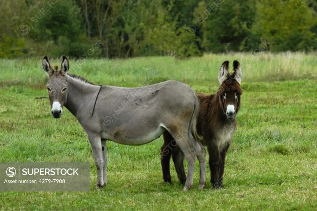 two donkeys - standing on meadow