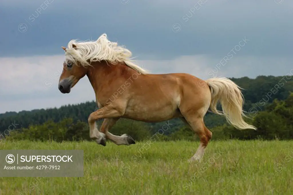 horse - galloping on meadow