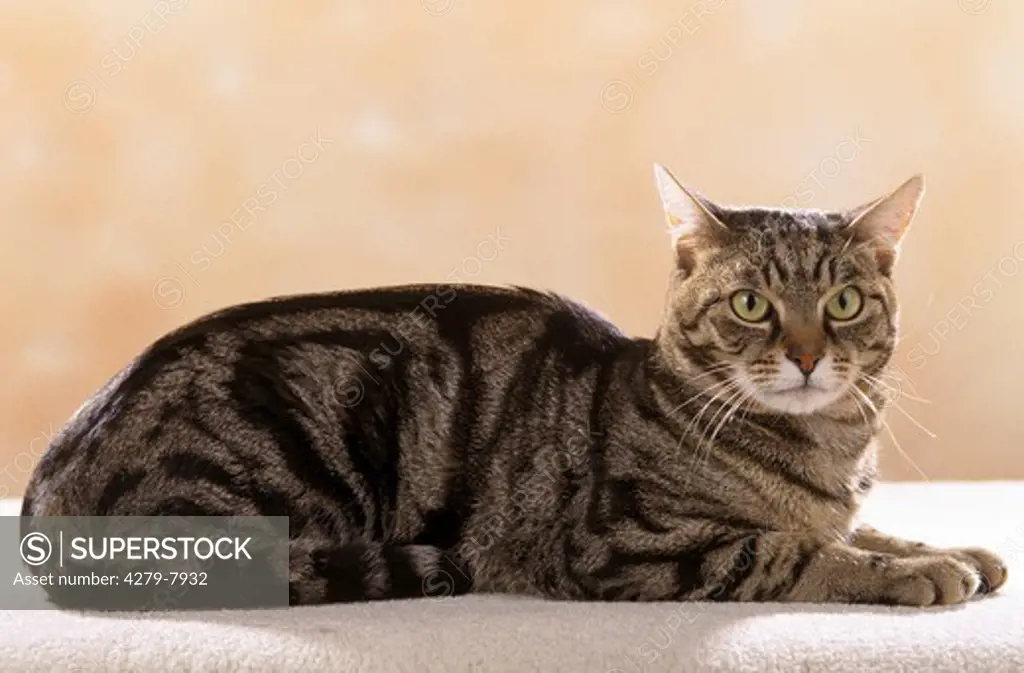 European Shorthair Cat - sitting beside basket and flowers