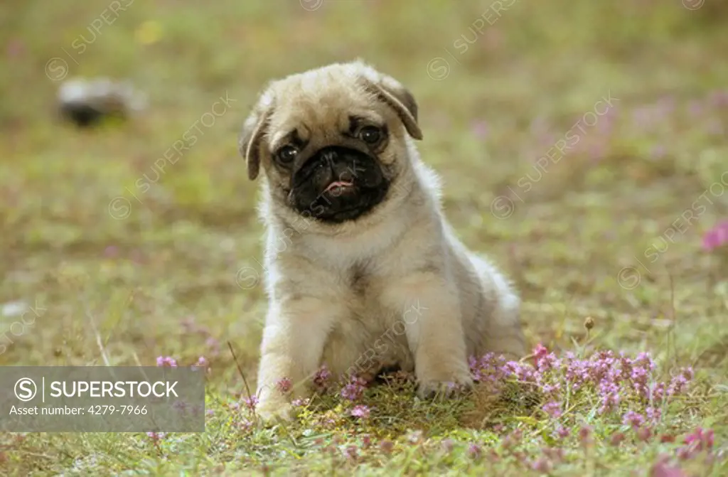pug puppy - sitting on meadow