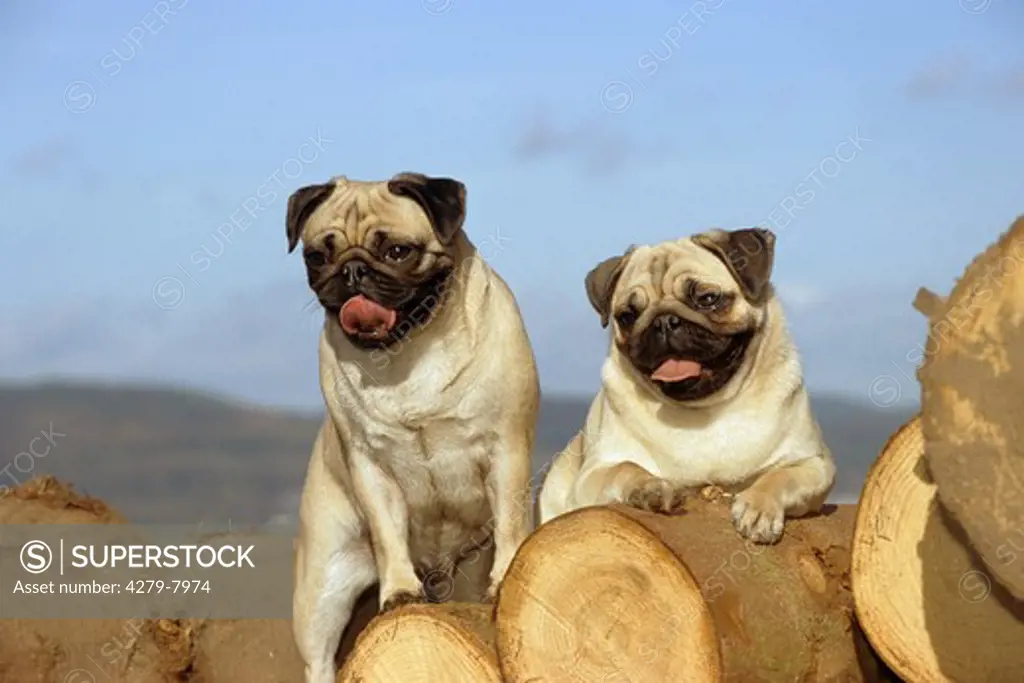 two pupgs - standing on trunks