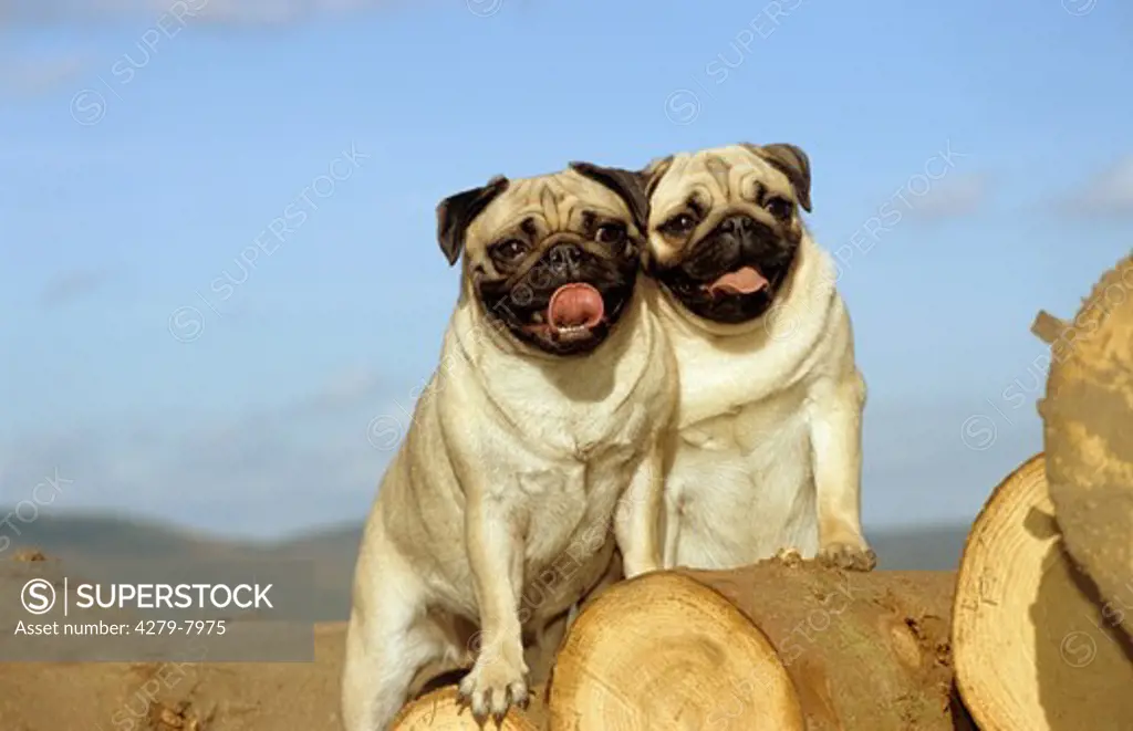 two pugs standing on tree trunks