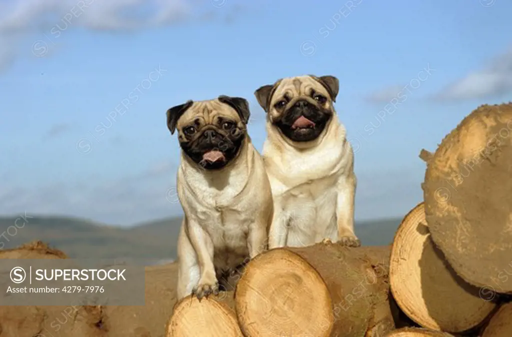 two pugs - standing on trunks