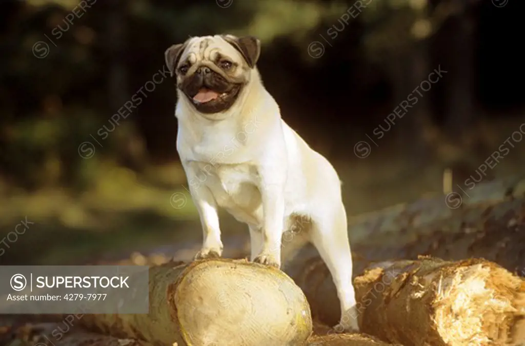 pug - standing on trunks