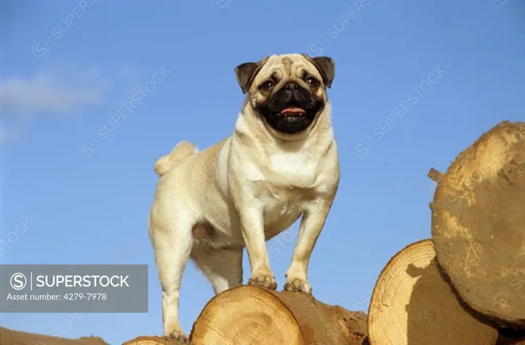 pug - standing on boles