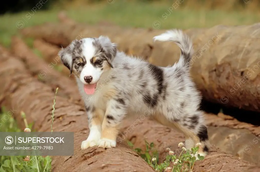 dog - puppy standing on trunks