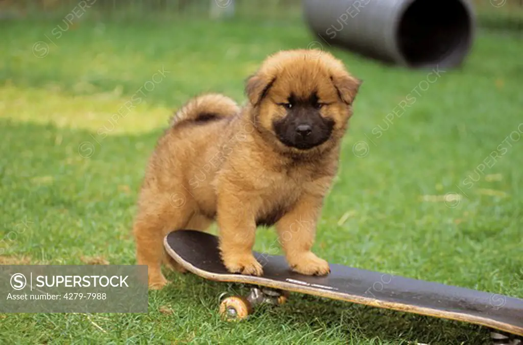 dog - puppy on skateboard