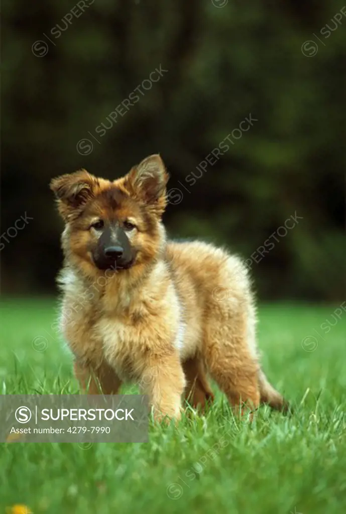 Old German Shepherd Dog - puppy