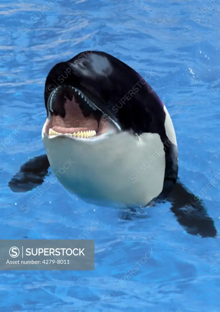 killer whale coming out of the water with opened mouth, Orcinus orca