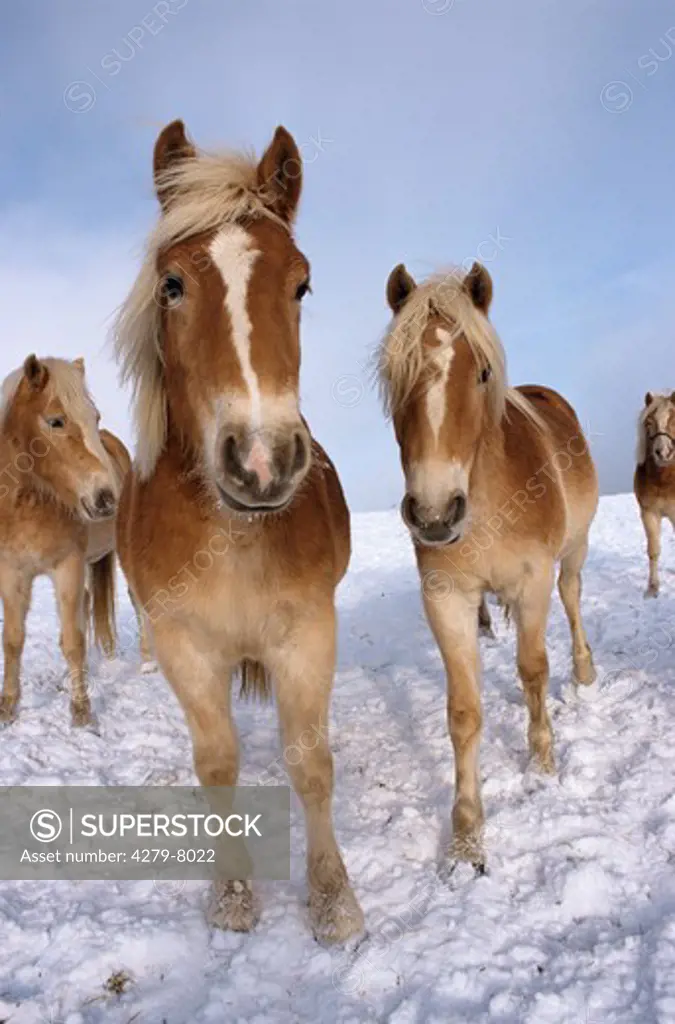 several Haflinger horses in snow
