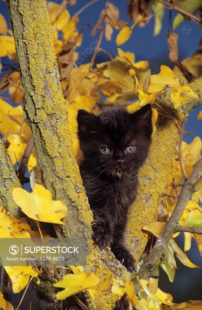 black kitten - sitting on tree