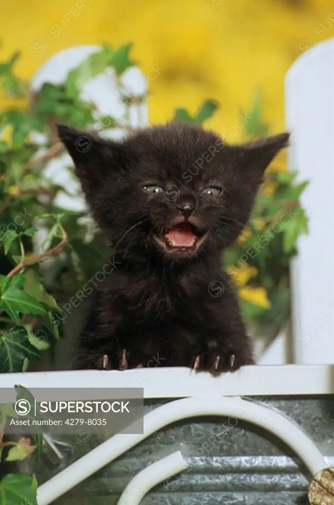 black kitten - meowing