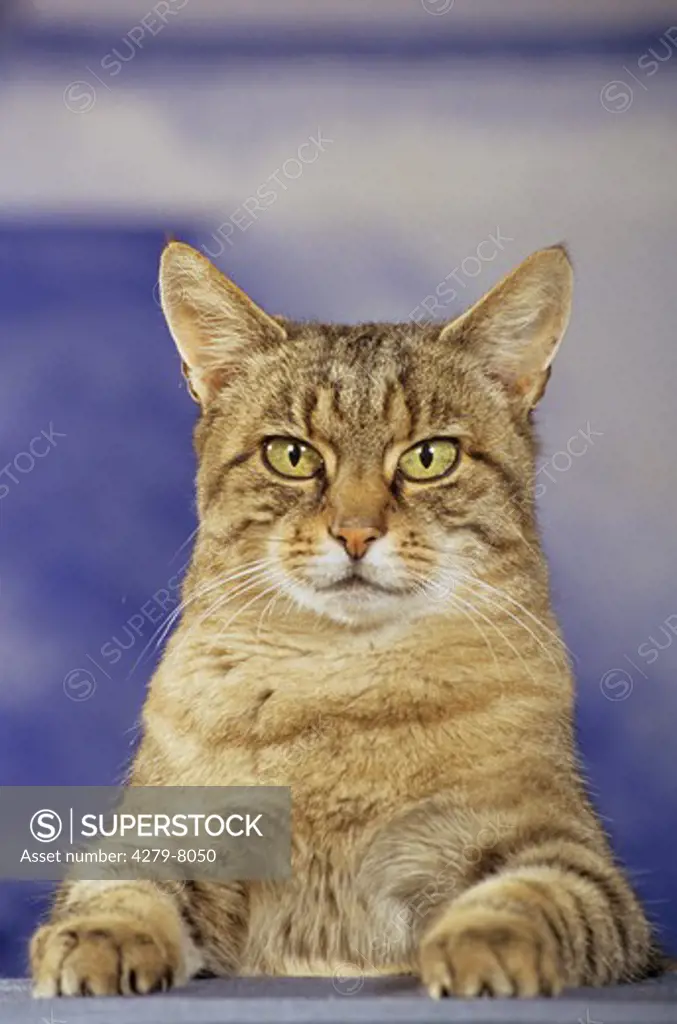 tabby cat - portrait