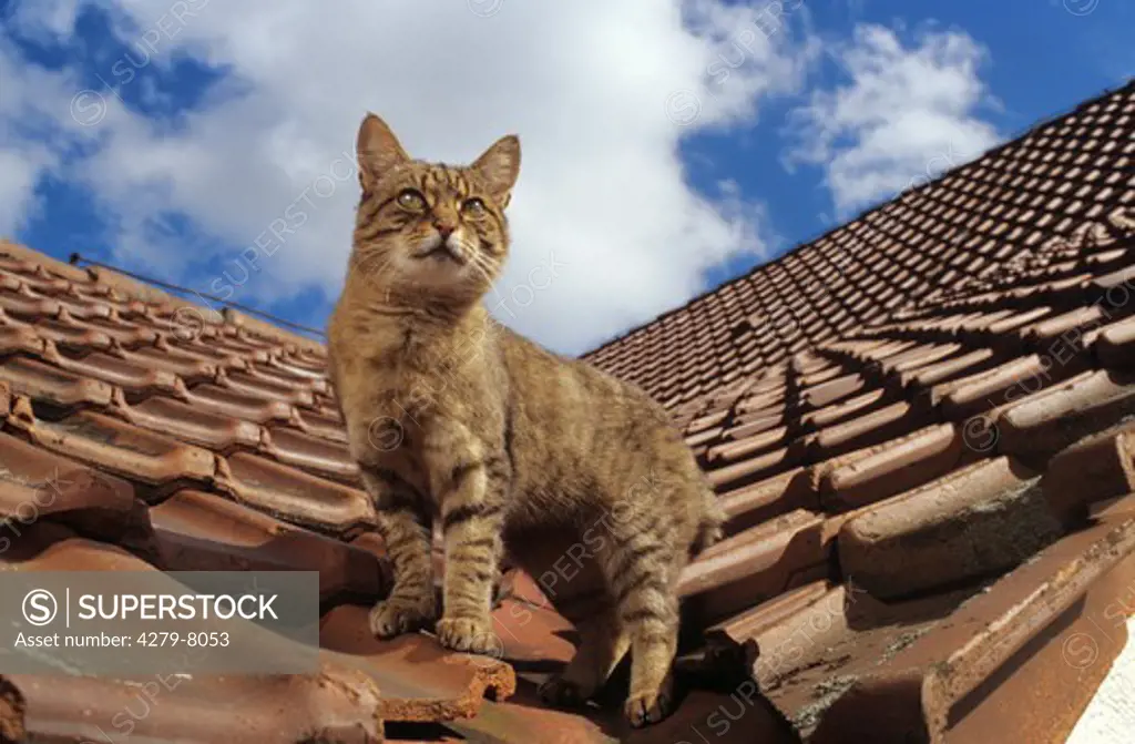 tabby cat - standing on roof