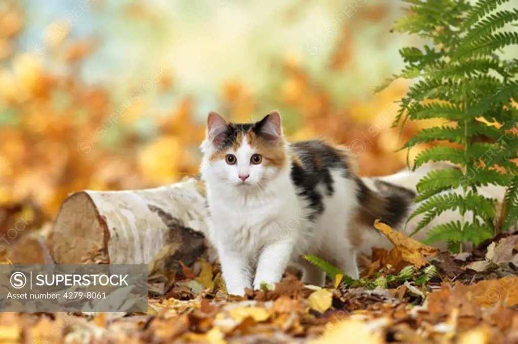 Maine Coon Cat beside branch in autumn foliage