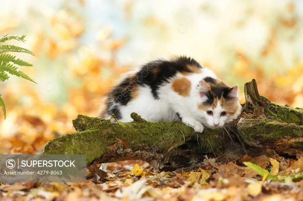 Maine Coon Cat on root in autumn foliage