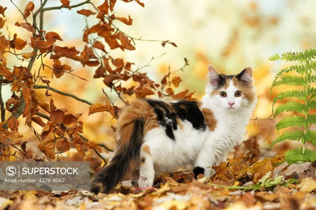 Maine Coon Cat walking in autumn foliage