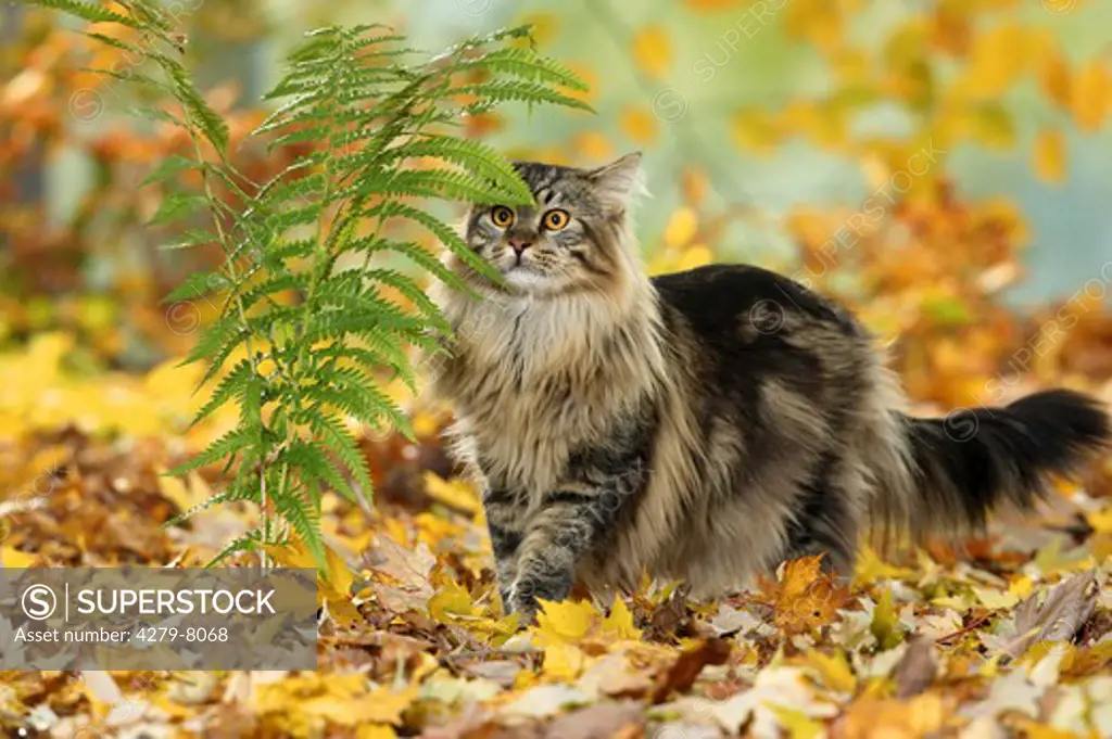 Maine Coon Cat in autumn foliage