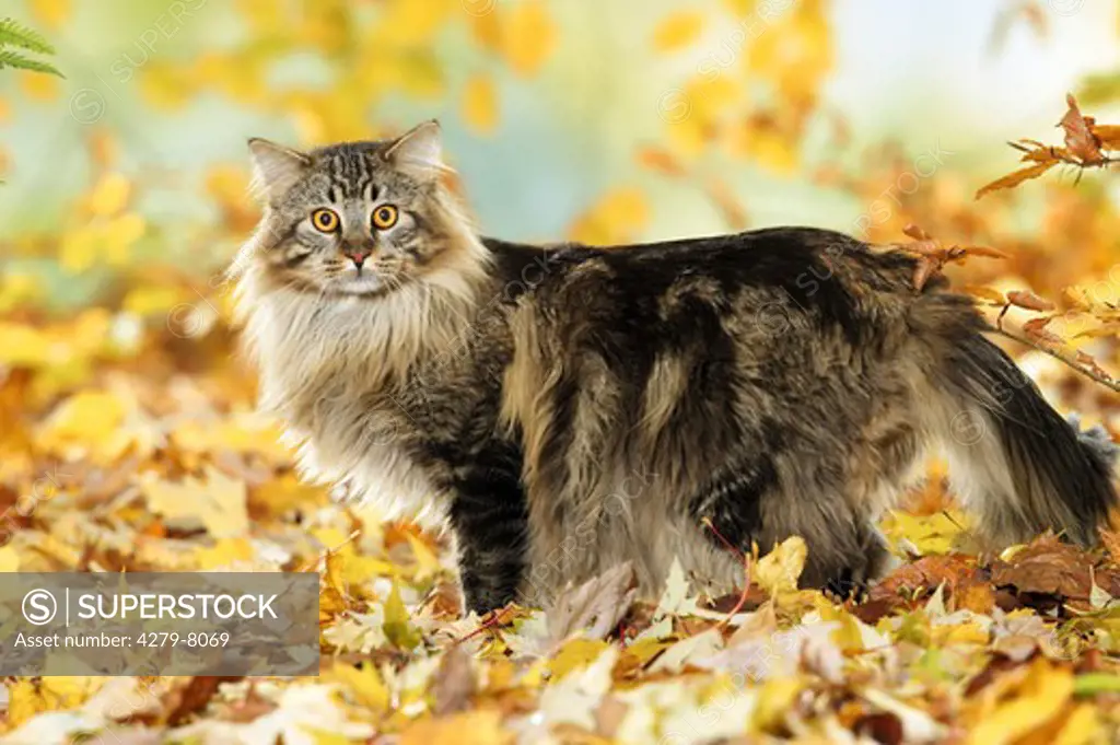 Maine Coon Cat in autumn foliage - standing lateral