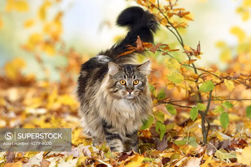 Maine Coon Cat in autumn foliage - frontal