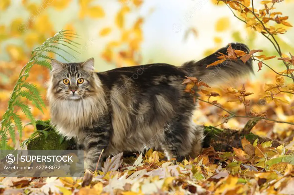 Maine Coon Cat in autumn foliage