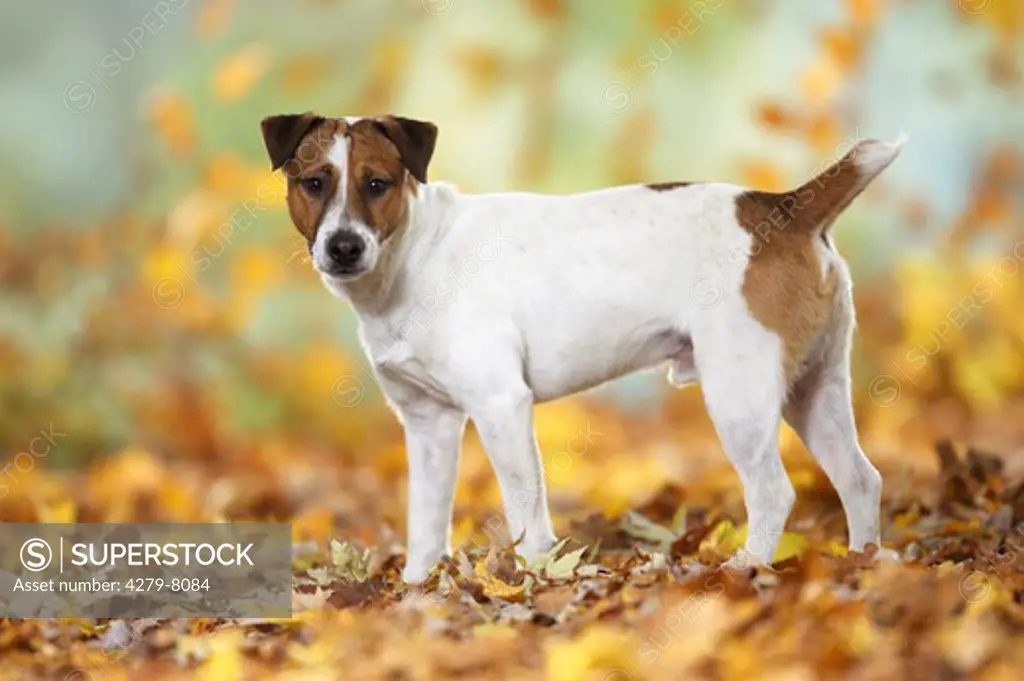 parson jack russel terrier - standing in autumn foliage