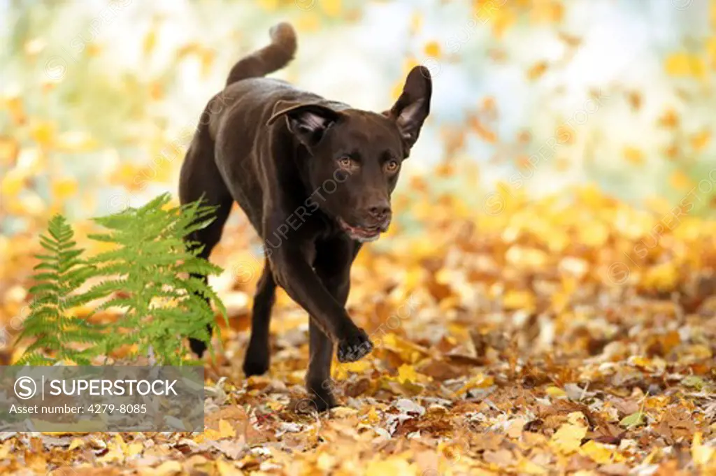 labrador retriever - running in autumn foliage