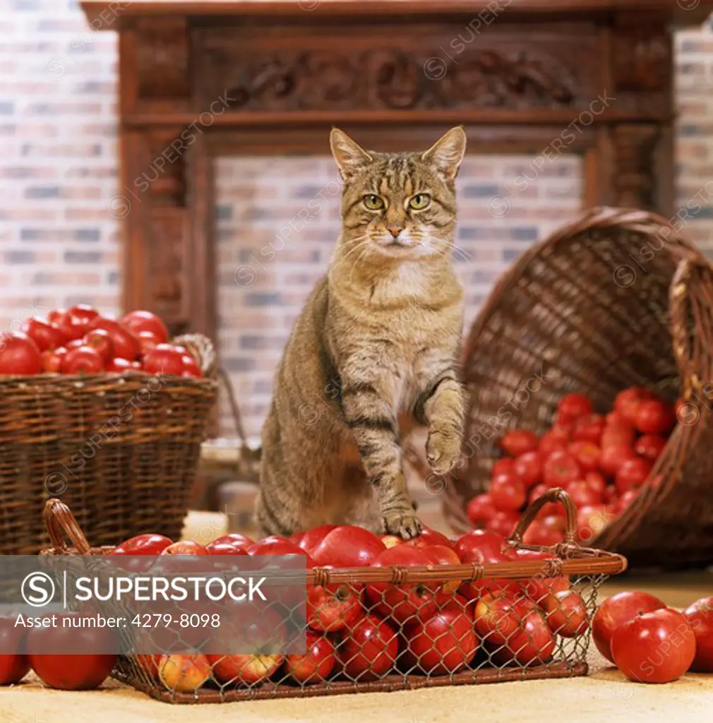 domestic cat - between baskets filled with apples