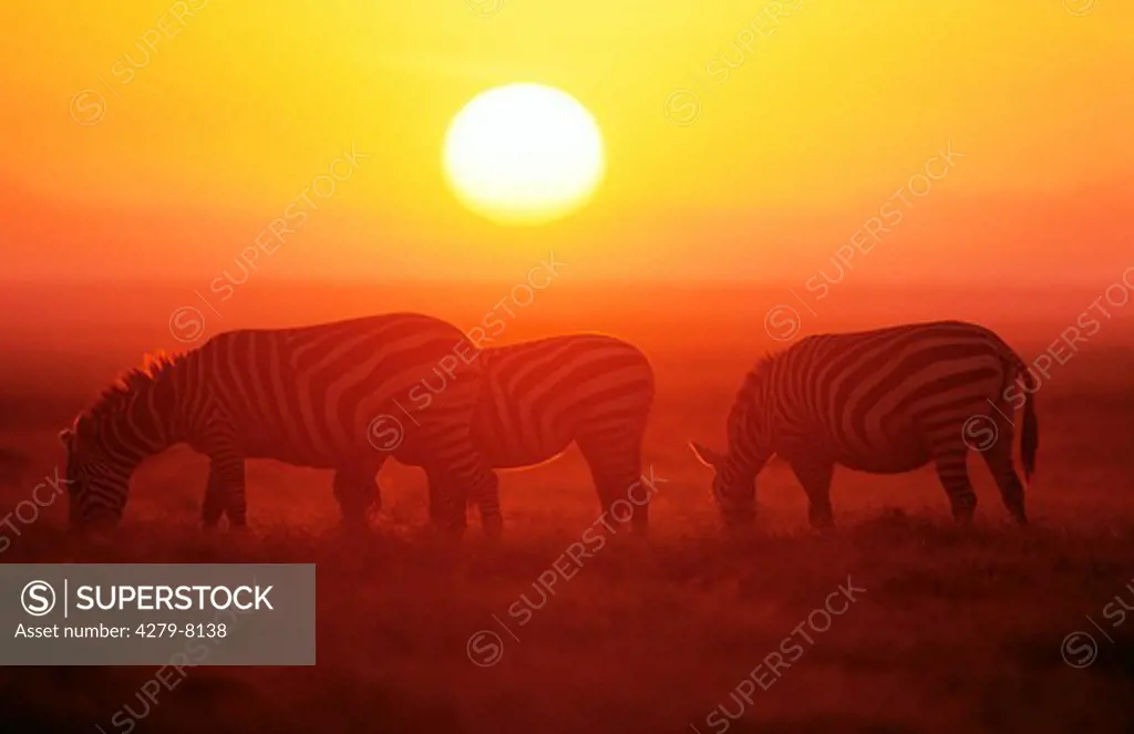 Burchell's Zebras in front of a sunrise, Equus burchelli