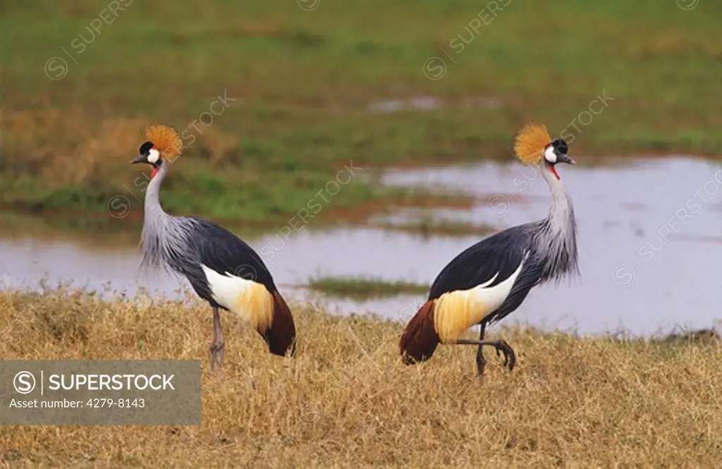 two Crowned Cranes, Balearica regulorum