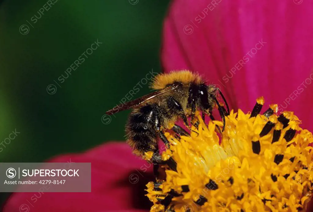 buff-tailed bumble bee on blossom, Bombus terrestris