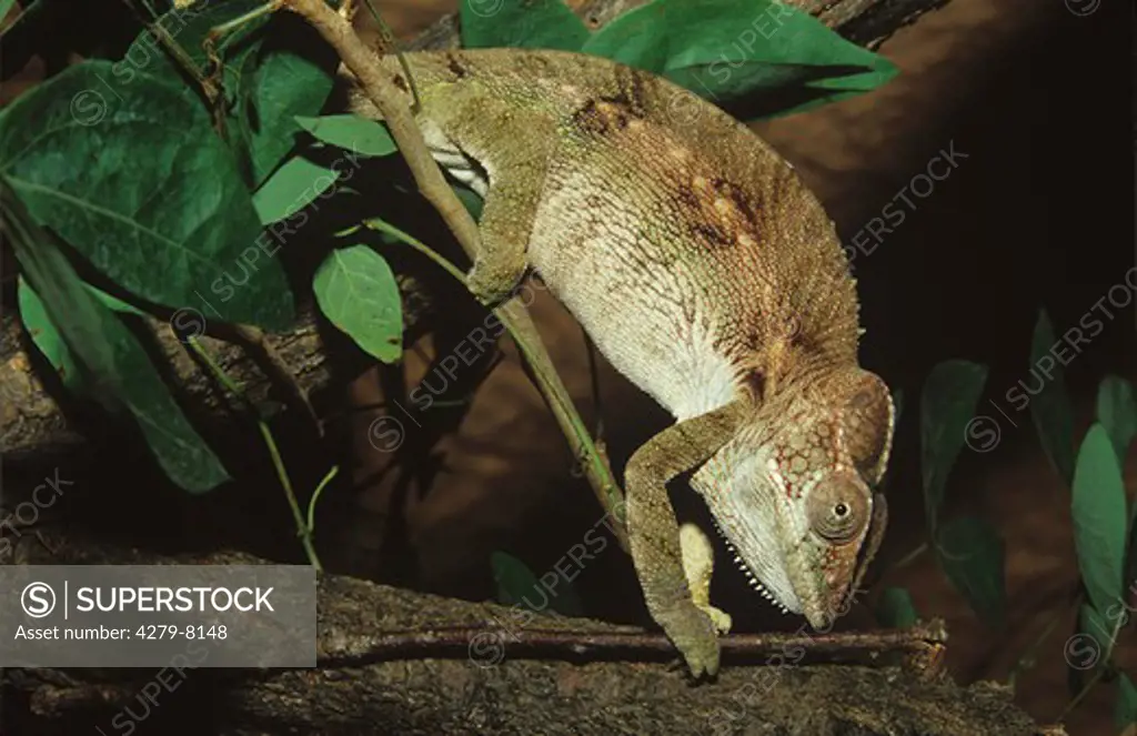 giant chameleon, warty chameleon on branch, Chamaeleo verrucosus, Furcifer verrucosus