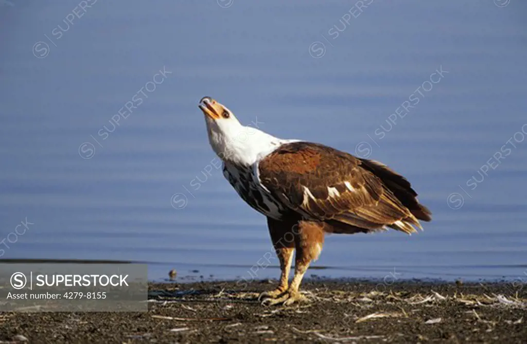 African fish eagle at water, Haliaeetus vocifer