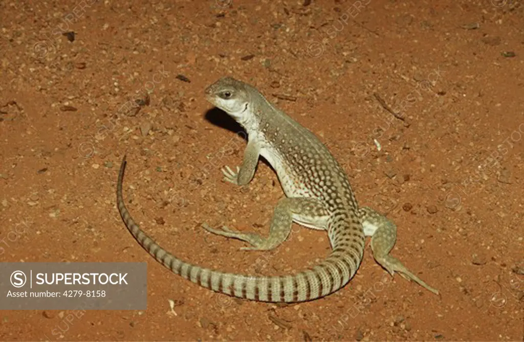 desert iguana, Diposaurus dorsalis