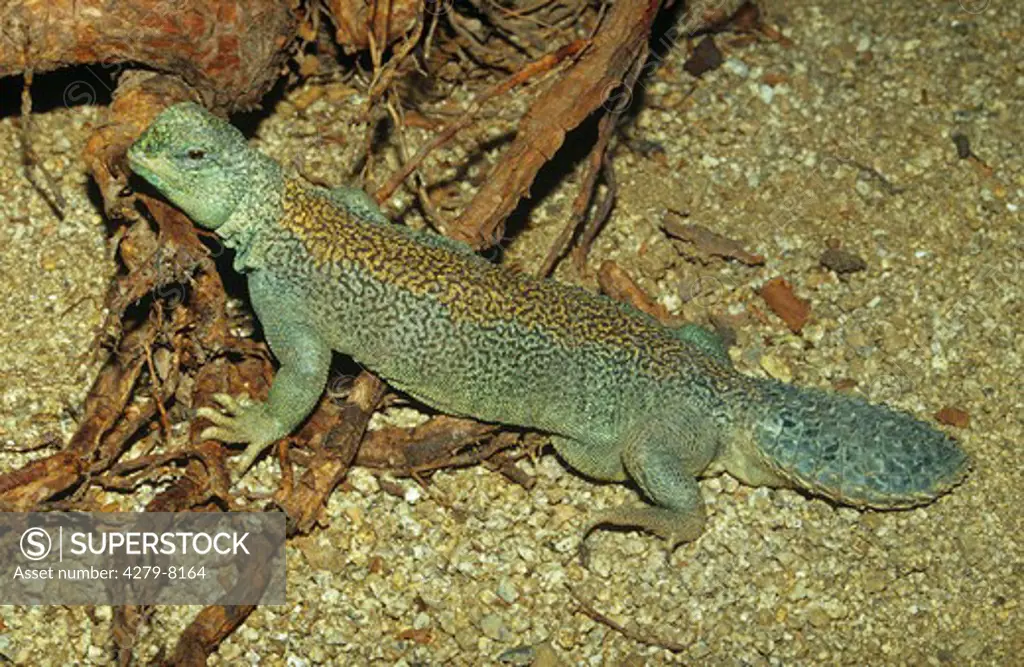 Oman Spiny-tailed Agama, Uromastyx thomasi