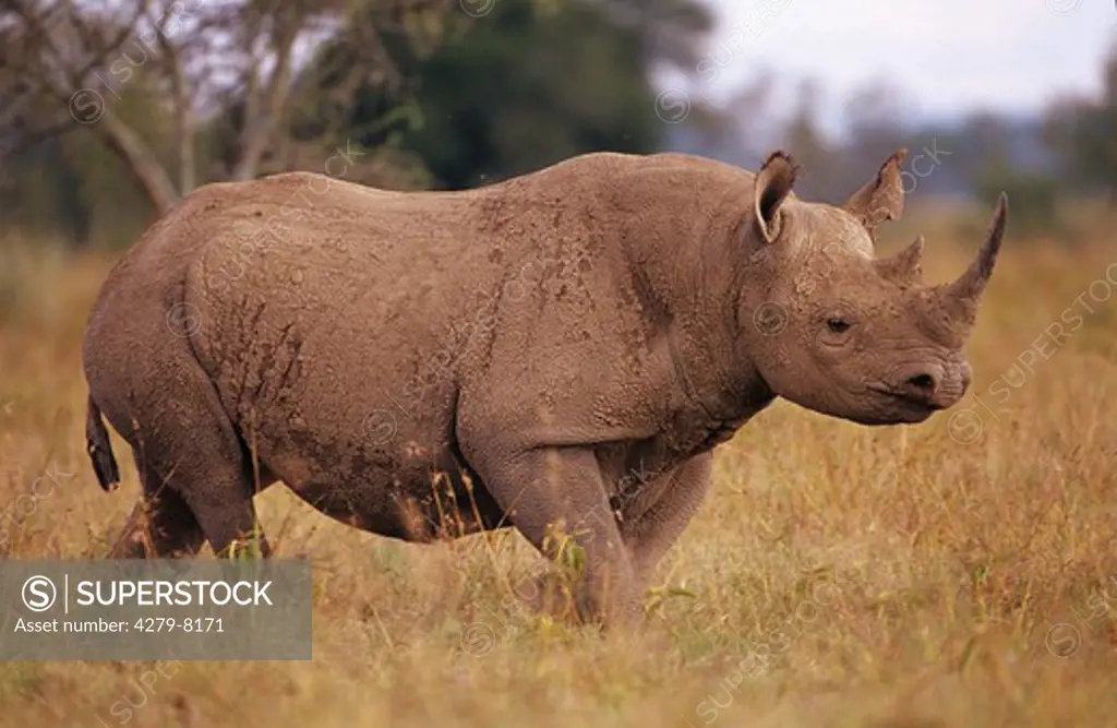 hooked-lipped rhinoceros, black rhinoceros, Diceros bicornis