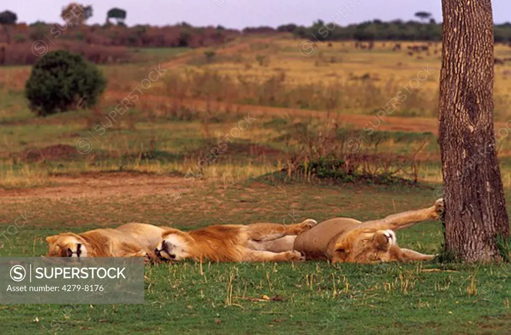 three lions - sleeping, Panthera leo
