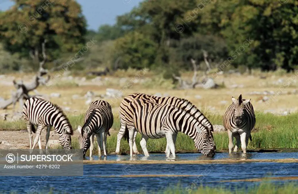 five Burchell's zebras - drinking, Equus burchelli