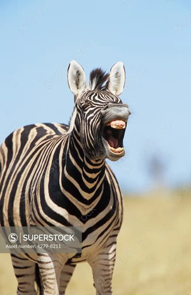 Burchell's zebra - yawning, Equus burchelli