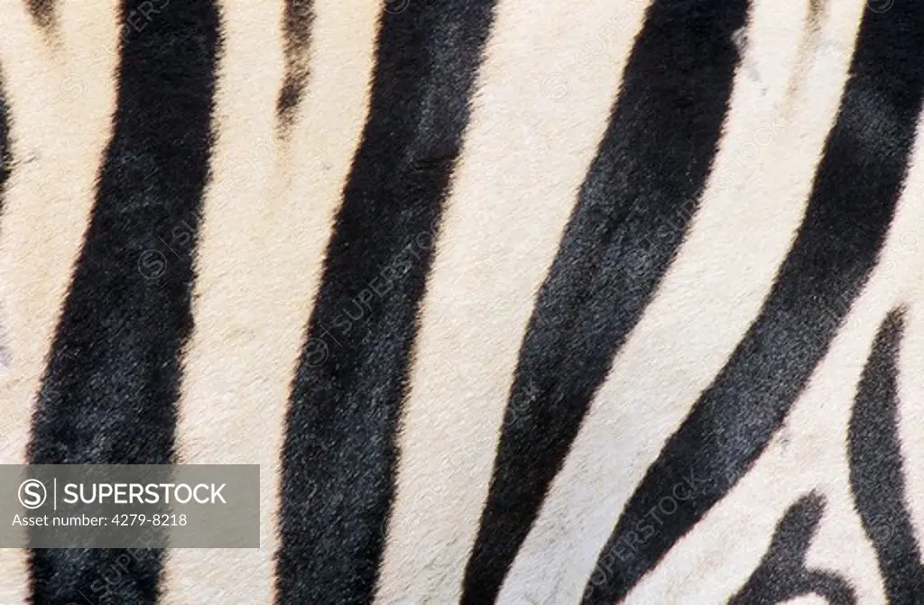 Burchell's Zebra - close-up skin, Equus burchelli